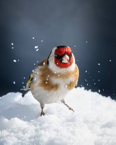 Щегол в сахарной пудре