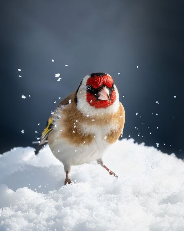 Щегол, снег, птицы, фотоохота, природа, лес, Измайлово, Москва Щегол в сахарной пудре фото превью