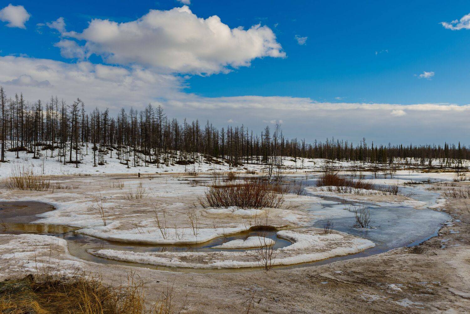 весна, тундра, север, вода, деревья, небо, OLEG STOROZHEV