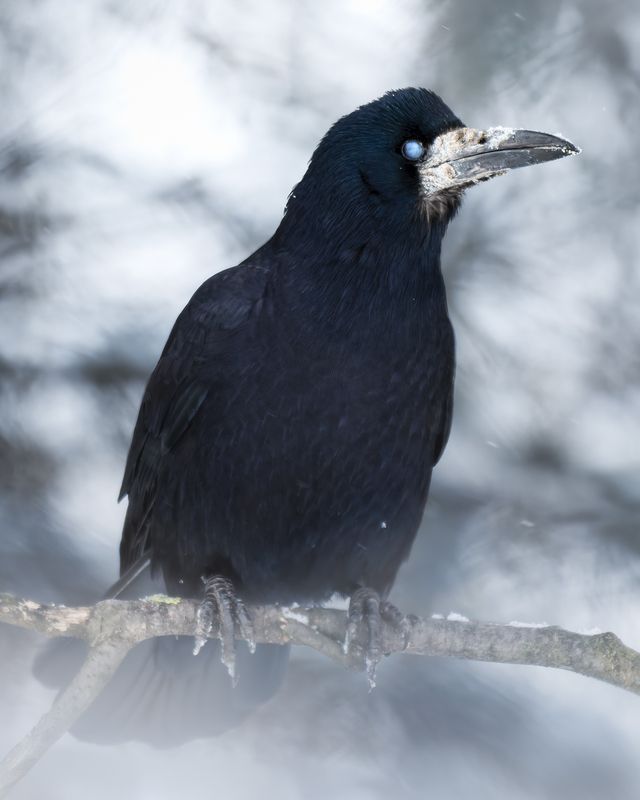 Грач (Corvus frugilegus)  фото превью