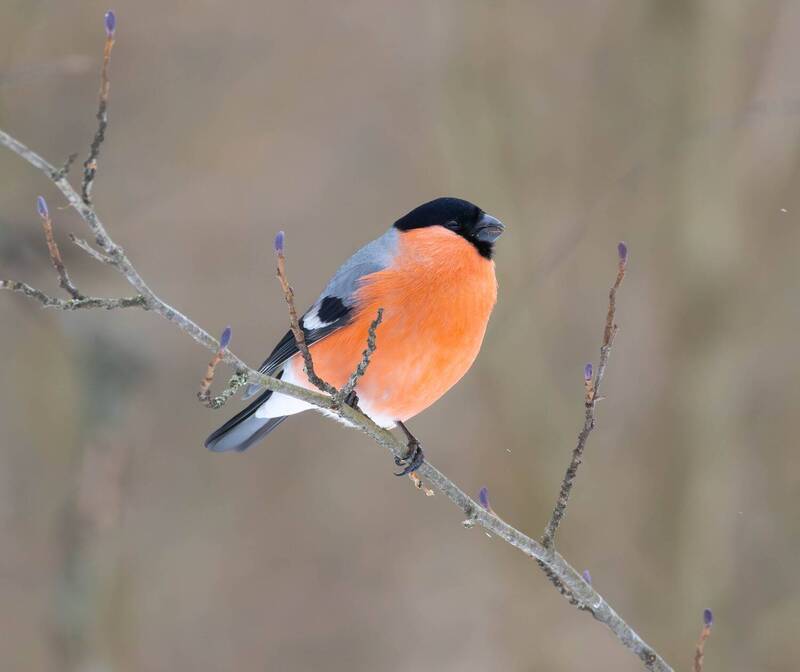 Снегирь фото превью
