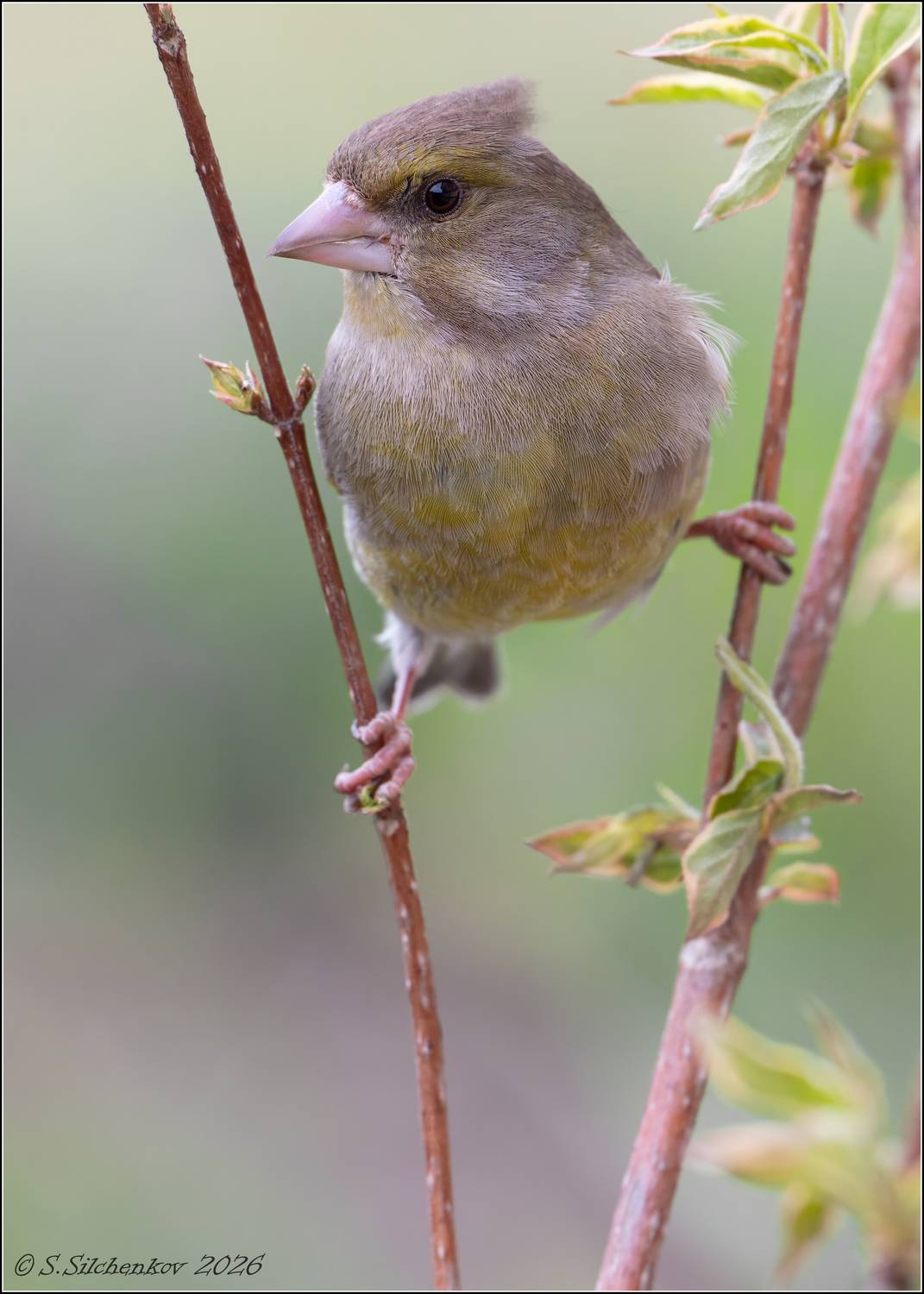 , Сергей Сильченков