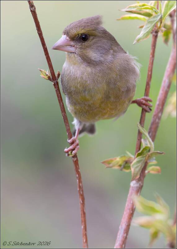 Акробатка. фото превью
