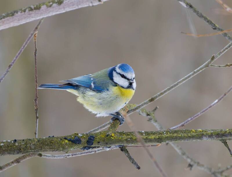 Лазоревка фото превью