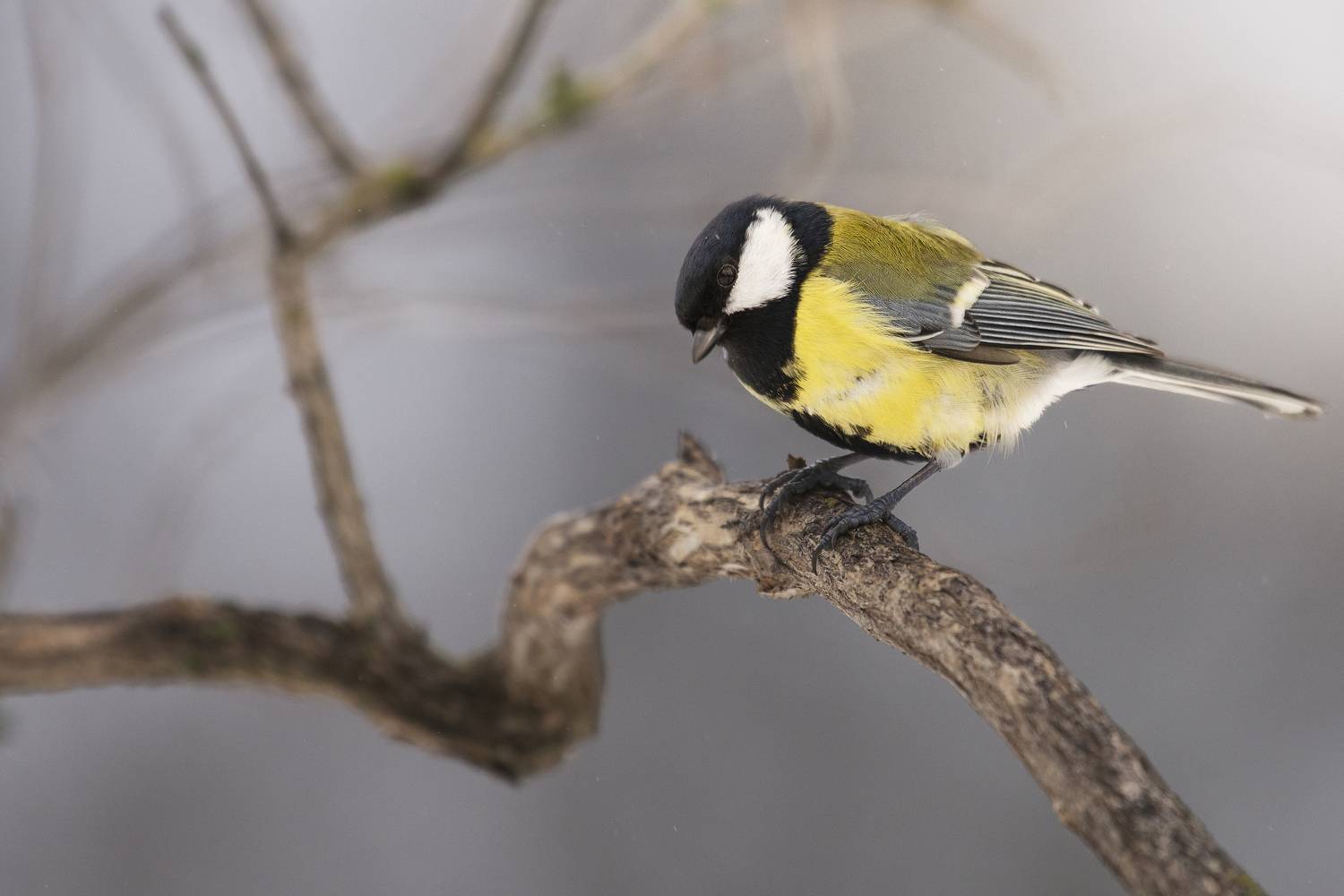 , Максим Вышарь