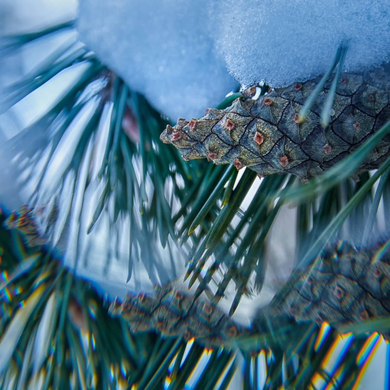 лес, природа, Валерий Вождаев