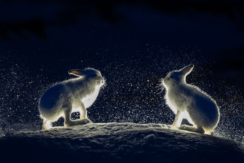 Mountain hare фото превью