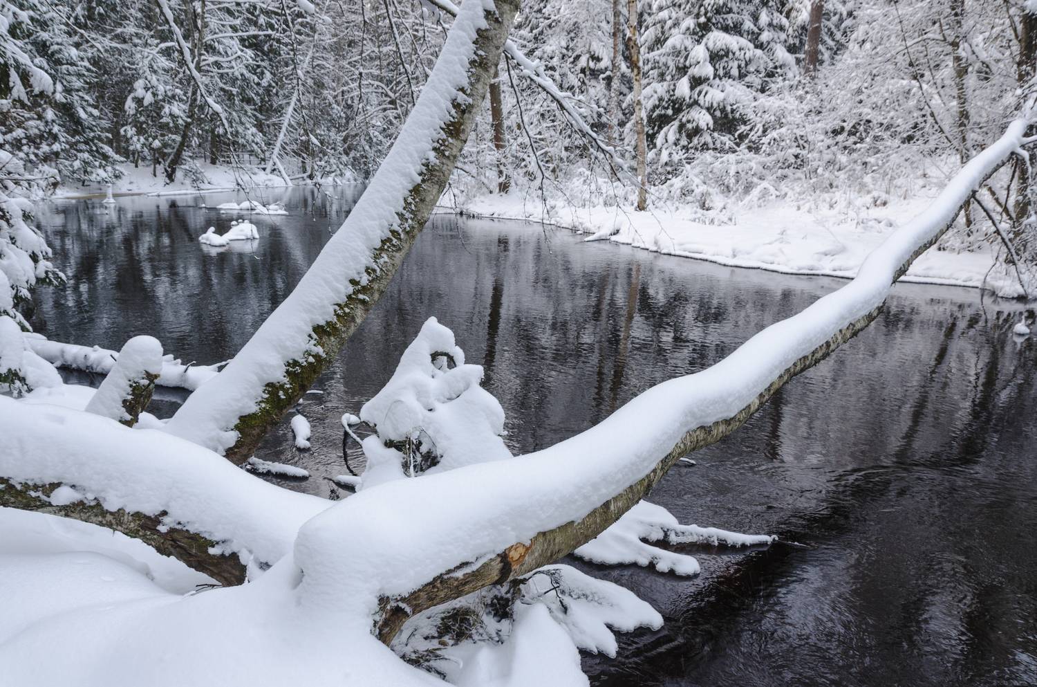 , Алексей Алешин