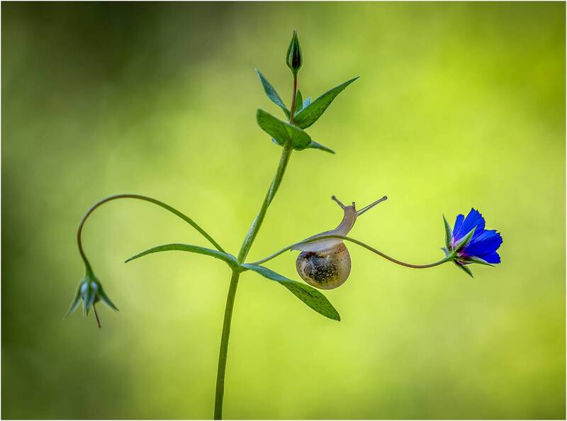 Улитка и цветок. фото превью