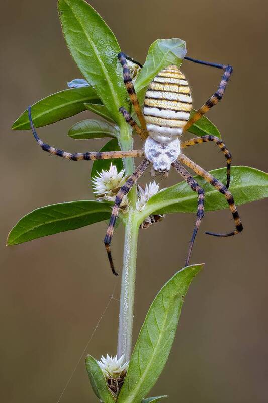 ПАУК АРГИОПА ТРЁХПОЛОСНАЯ (ARGIOPE TRIFASCIATA). фото превью