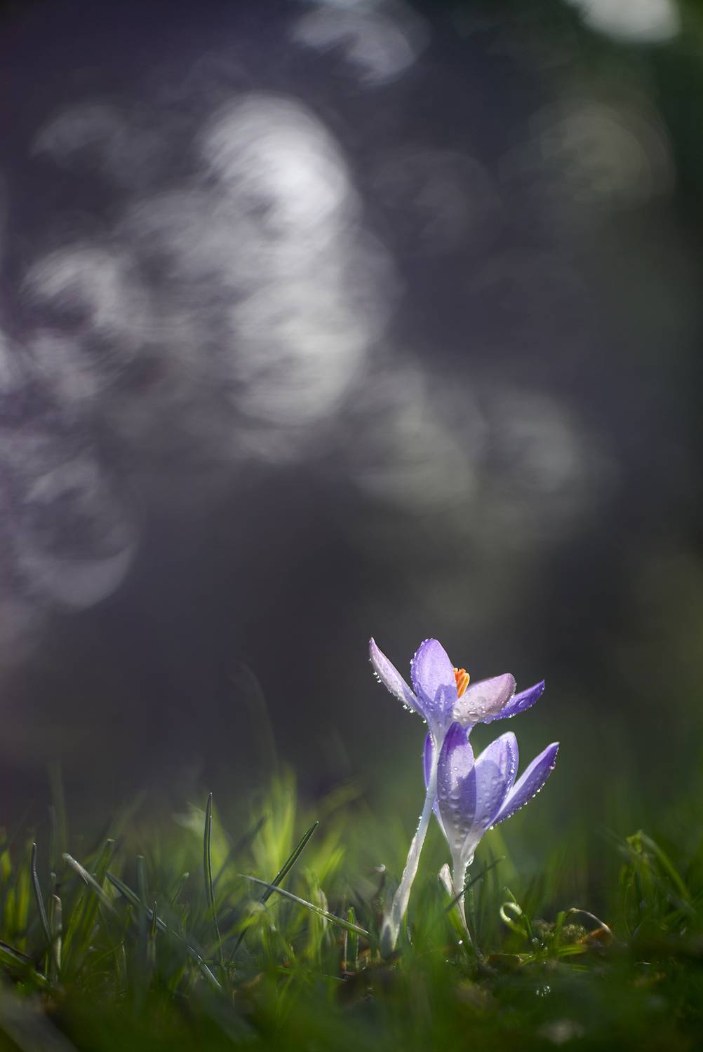 , Виктория Быканова