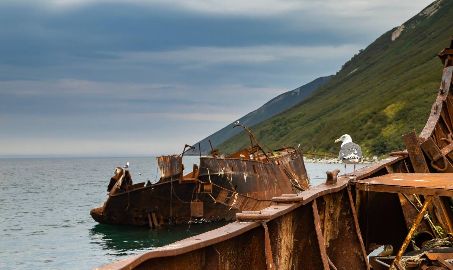 камчатка, природа камчатки, чайка, суровая камчатка, бухта русская, Подосинников Максим