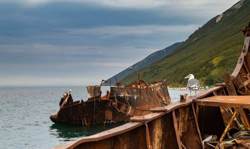 камчатка, природа камчатки, чайка, суровая камчатка, бухта русская Суровая чайка суровой Камчатки.. фото превью