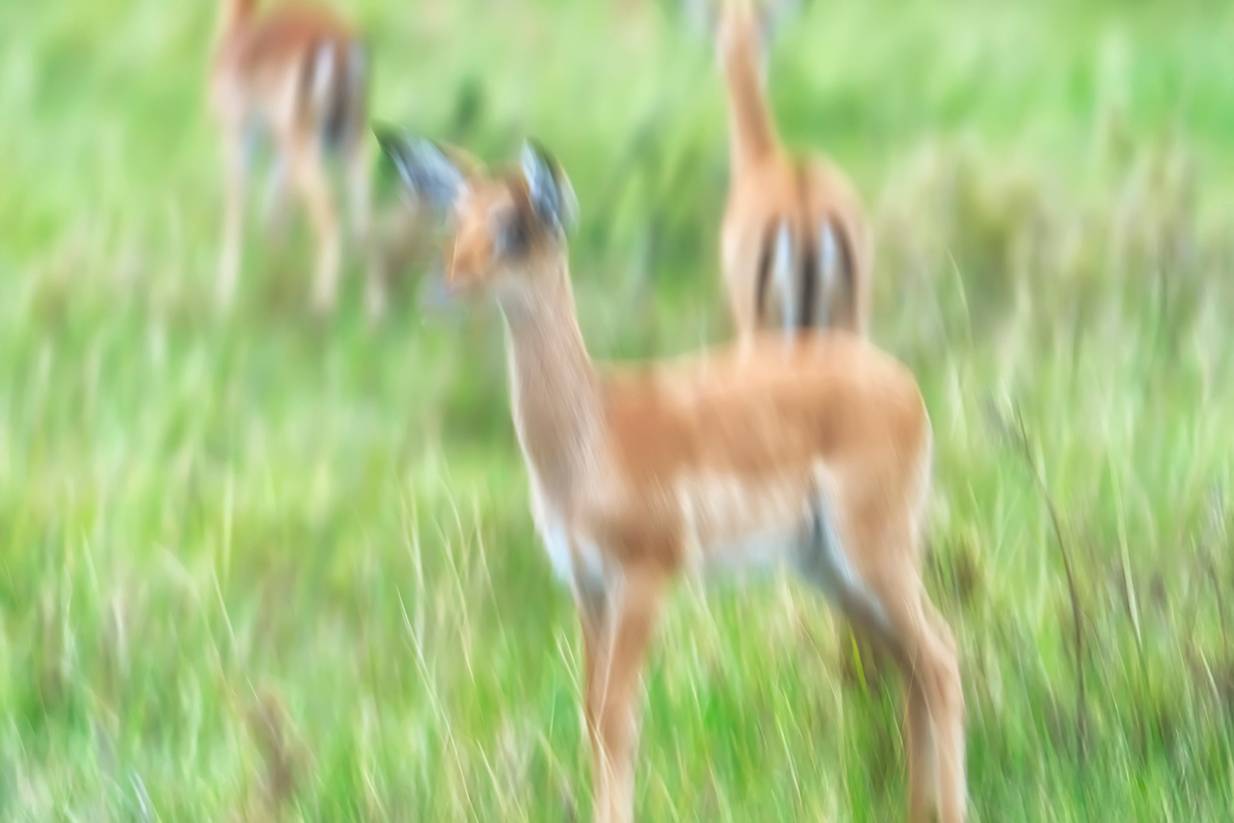 , Антипов Игорь