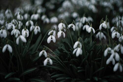 Подснежников мартовских цвет.