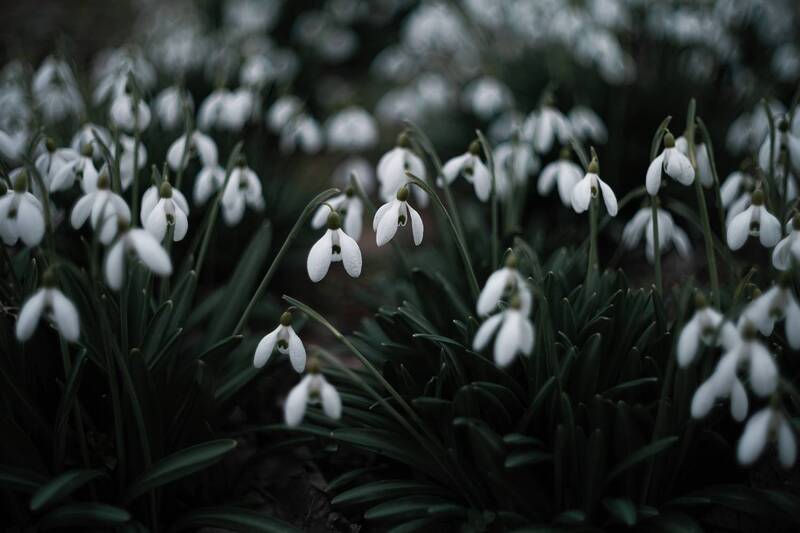 весна, цветы, подснежники, цветение, крымская_природа, крымские_подснежники, жизнь, красота, природа, волшебное, атмосферное, мануальная_оптика, винтажный_объектив, mc_helios_77m_4 Подснежников мартовских цвет. фото превью