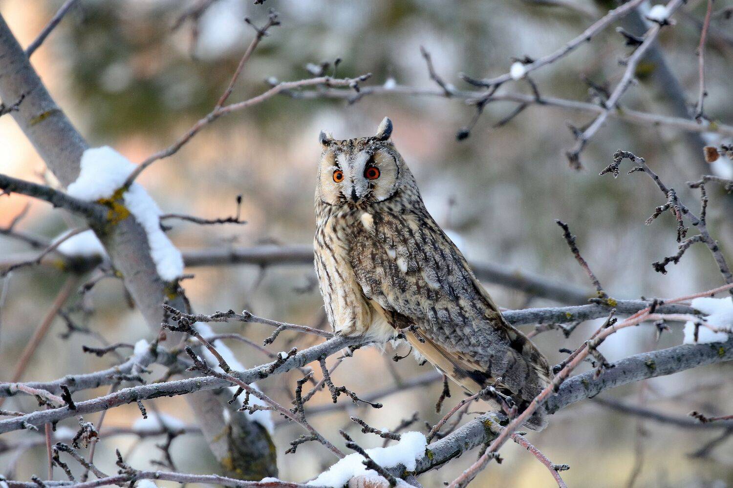 Ушастая сова, фотографы ульяновска, Софронов Евгений, птицы поволжья, СФДП, Евгений Софронов