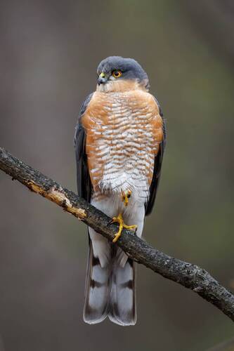 Перепелятник