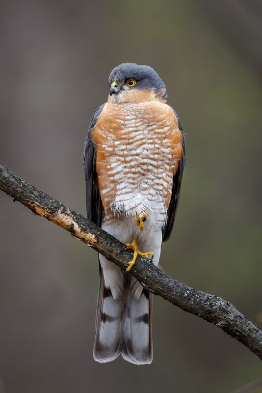 Перепелятник фото превью