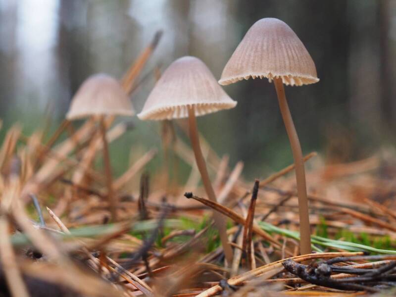 Грибное (Три мицены) фото превью