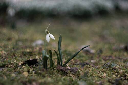 Сияние мартовских ду́хов.