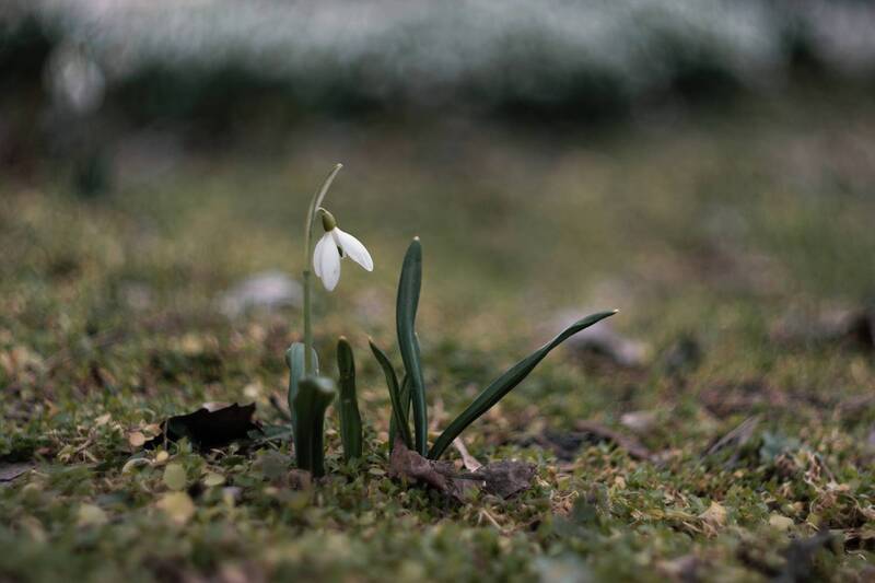 весна, цветы, подснежники, цветение, белое, красота, природа, атмосфера, крымские_подснежники, крымская_природа, мануальная_оптика, винтажный_объектив, mc_helios_77m_4, мс_гелиос_77м_4 Сияние мартовских ду́хов. фото превью