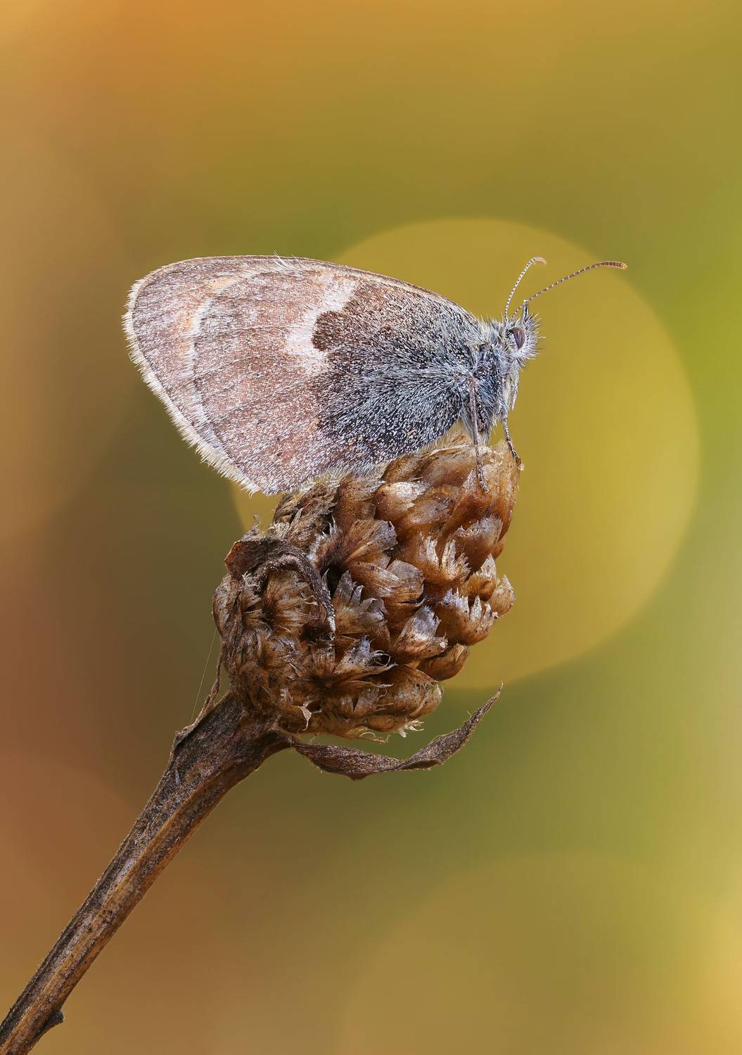 Бабочка, Чепленко Алексей