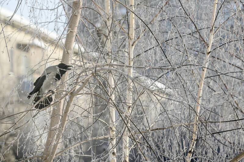 птицы, дикая природа, животные Я ворона.... фото превью