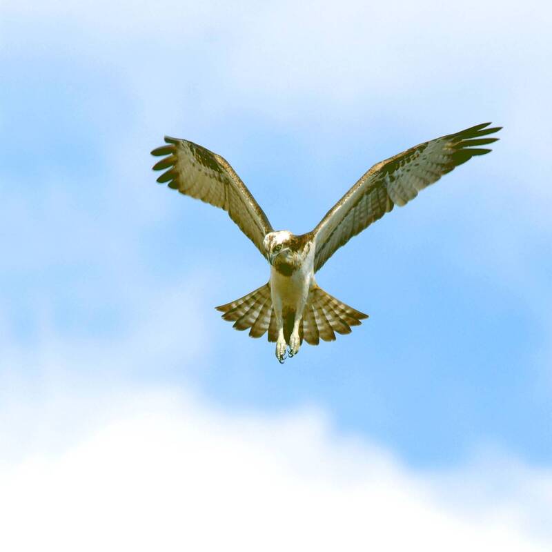 скопа, поиск, зависание А где же рыбка? фото превью