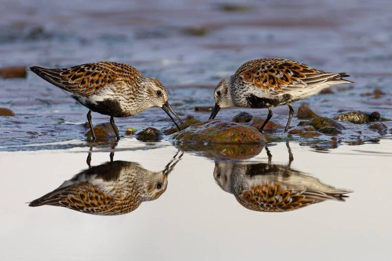 кулик, чернозобик, птицы, красная книга Чернозобики фото превью