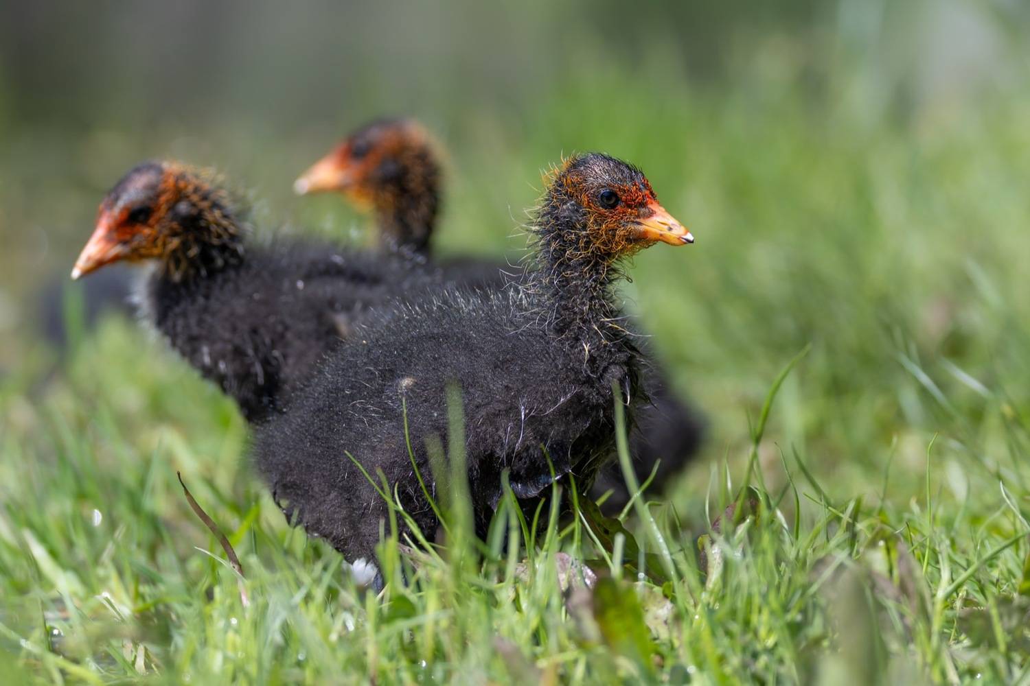 лысуха, птенец, птицы, лысенок, Ruslan Pl