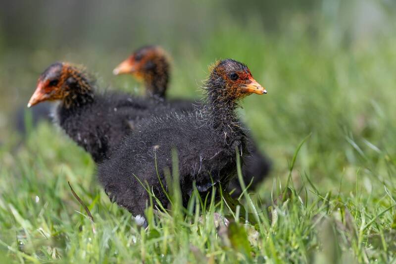 лысуха, птенец, птицы, лысенок Змей Горыныч фото превью