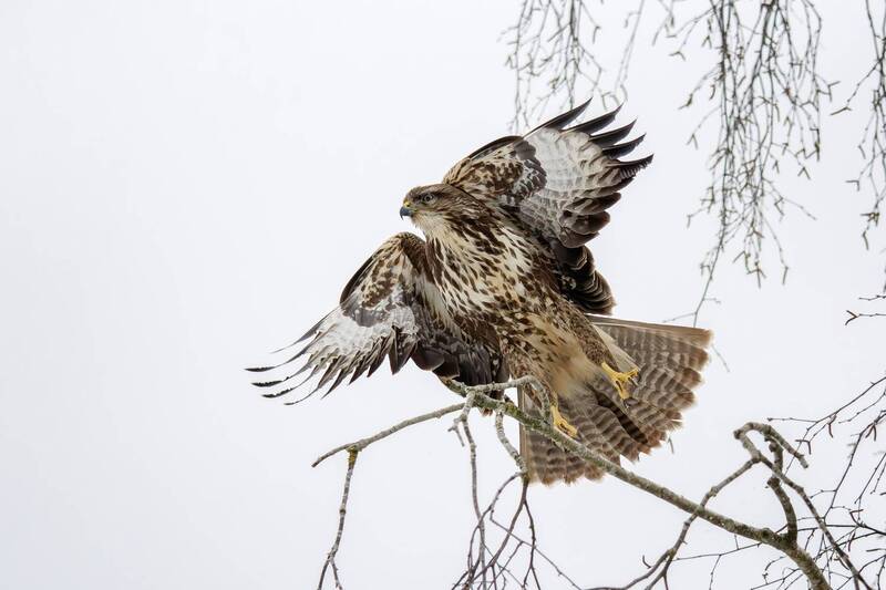 Канюк фото превью