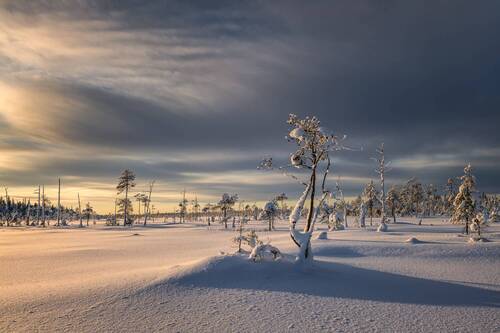 Танцы на болотах...