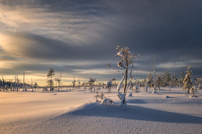 карелия Танцы на болотах... фото превью