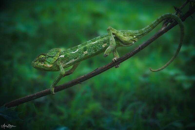 lazarad, animal, travel, salalah, oman Lazarad фото превью