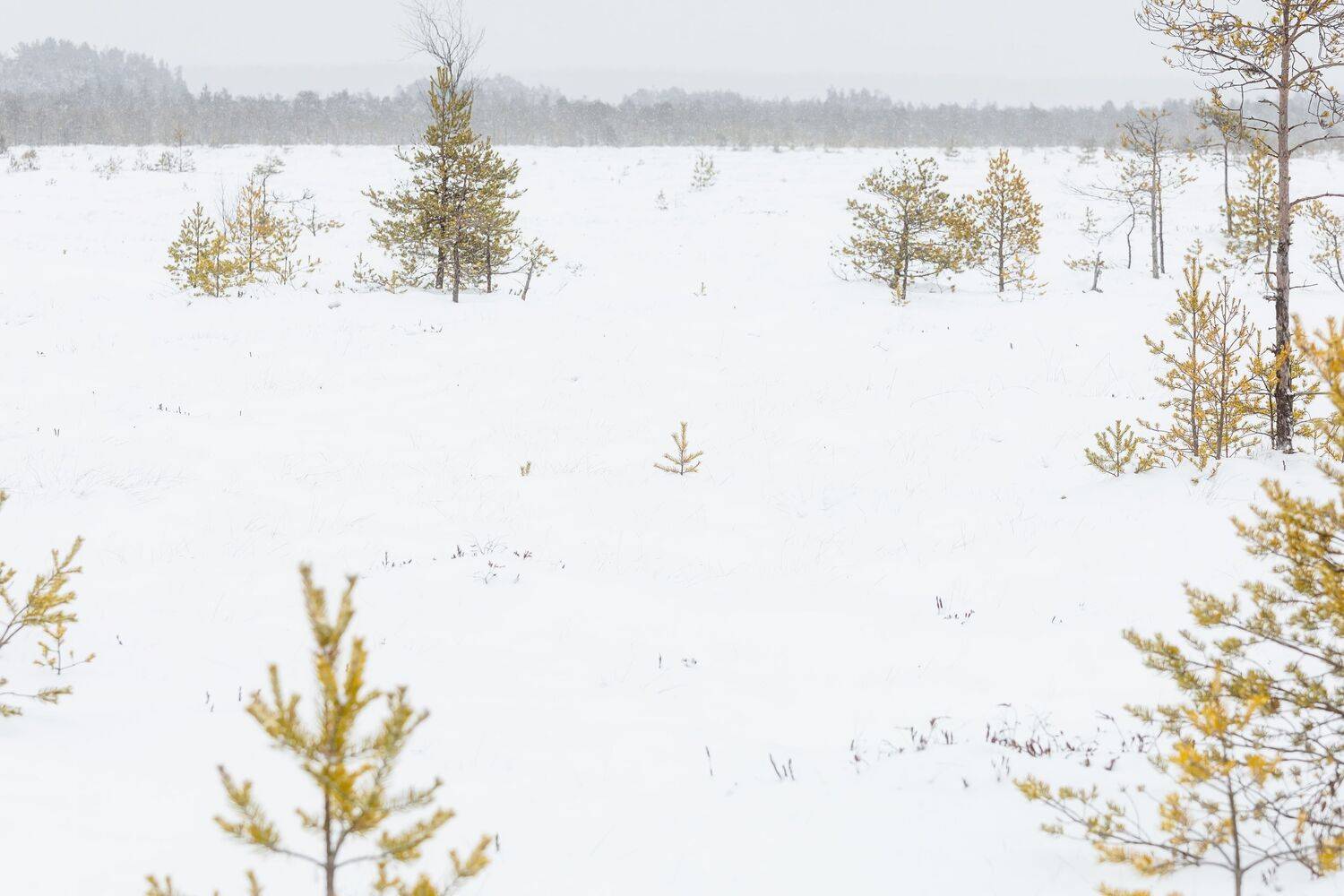 снег, деревья, трава, зима, болота, ленингрдскаяобласть, Влад Рябинин