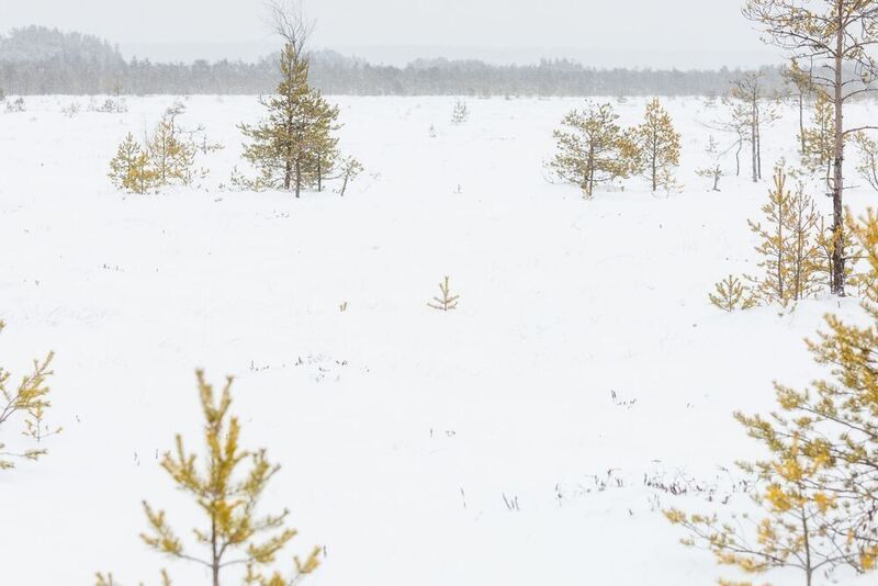 снег, деревья, трава, зима, болота, ленингрдскаяобласть Зиминий минимализм на Сесторецком болоте фото превью