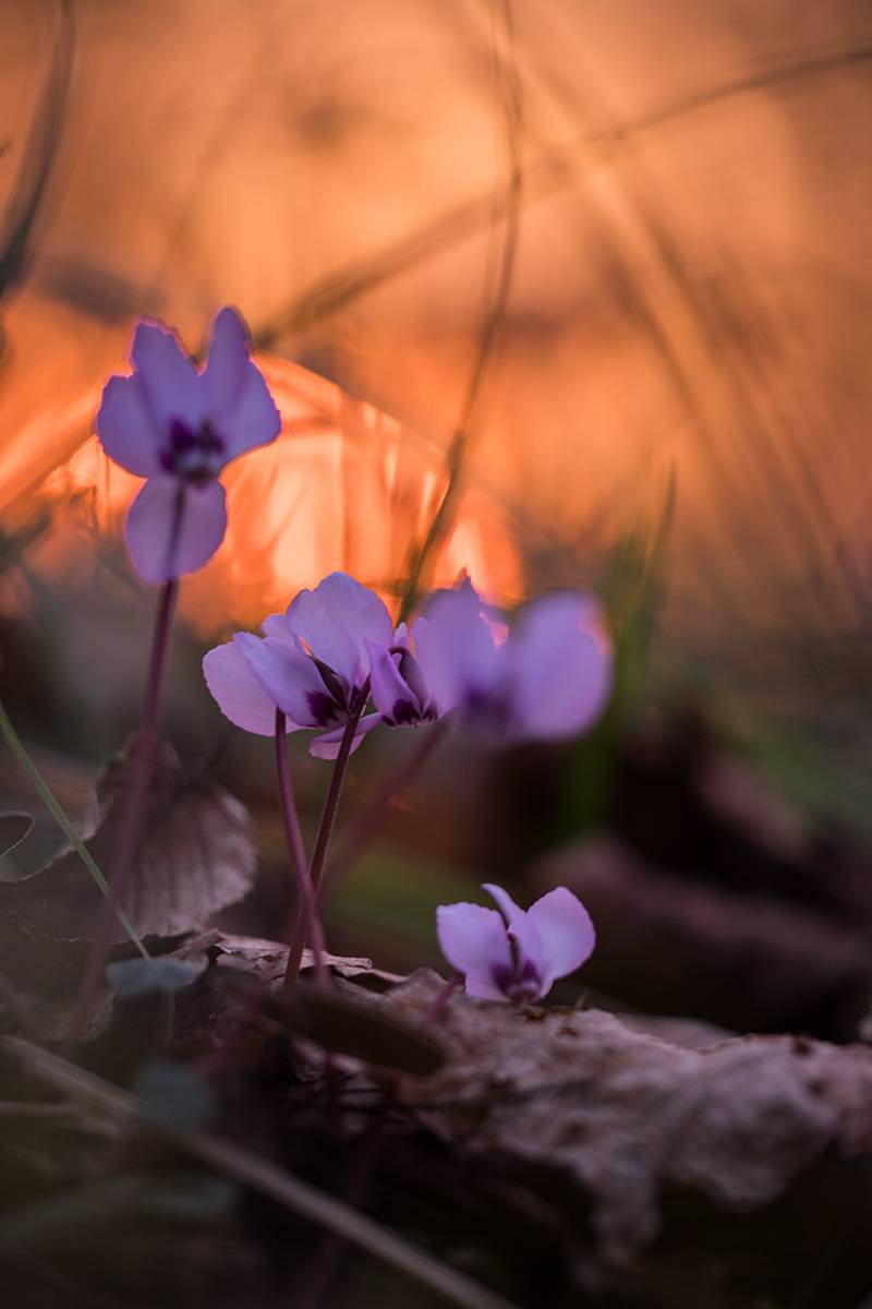 , Илья Михеев