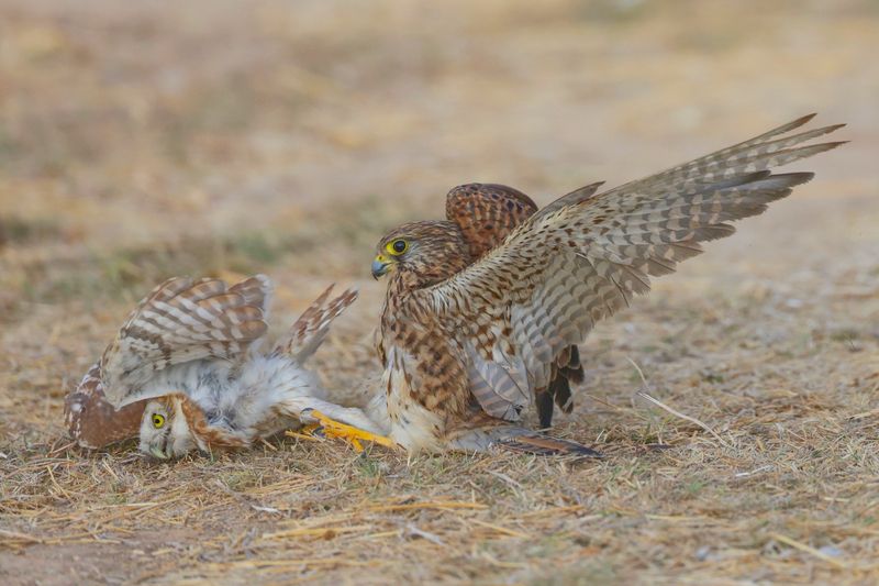 Clash of Predators фото превью