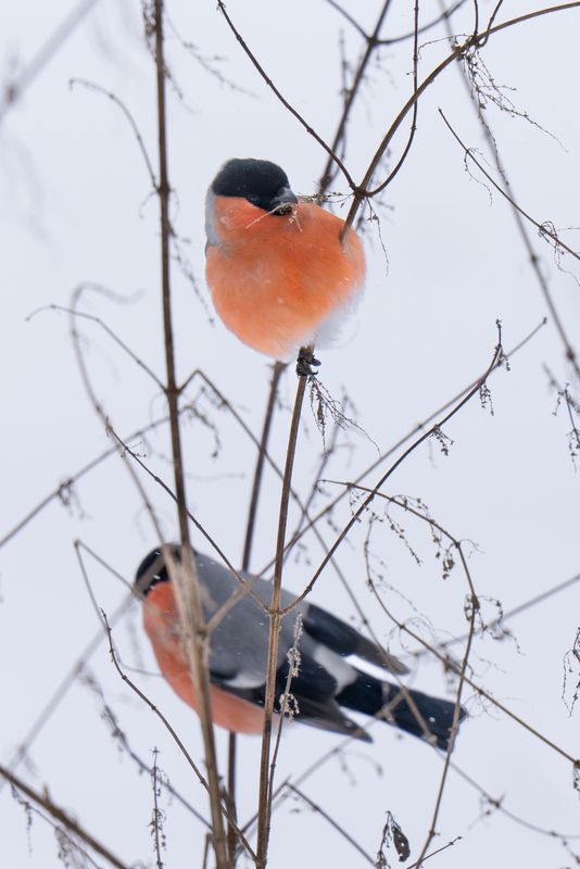 branch, birding, winter, snow, pyrrhula, снегирь, зима, бердвотчинг on branch фото превью