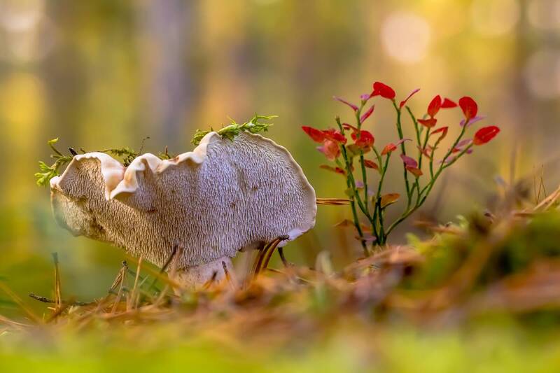 .... фото превью