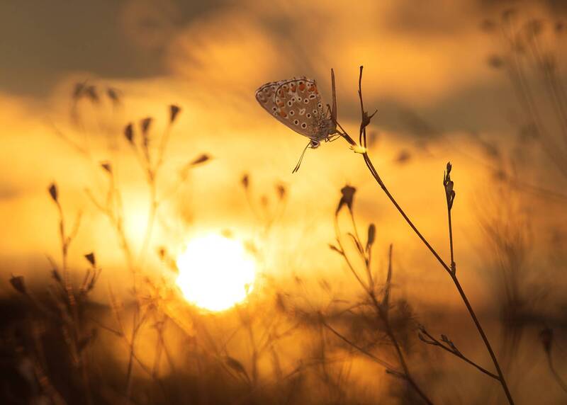 вечер, закат, бабочка  фото превью