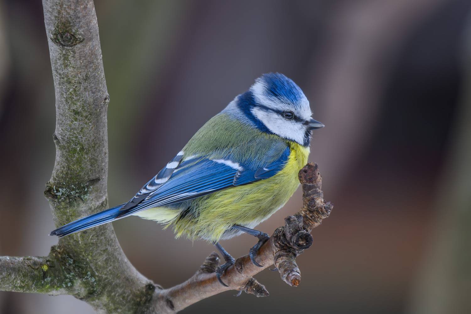 , Морозов Сергей