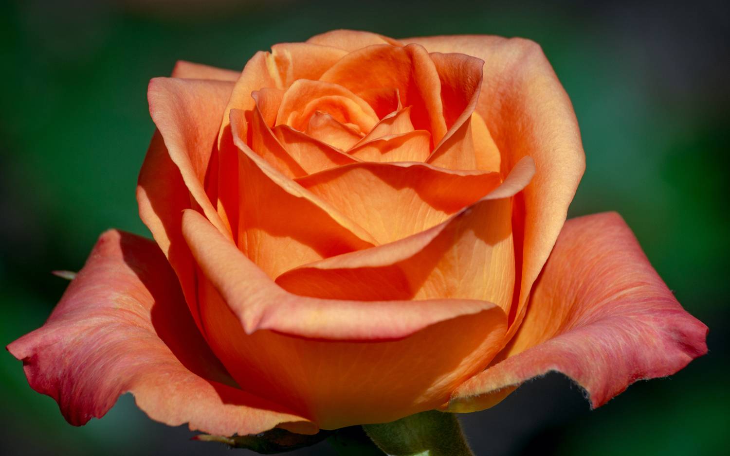 , Алексеев Сергей