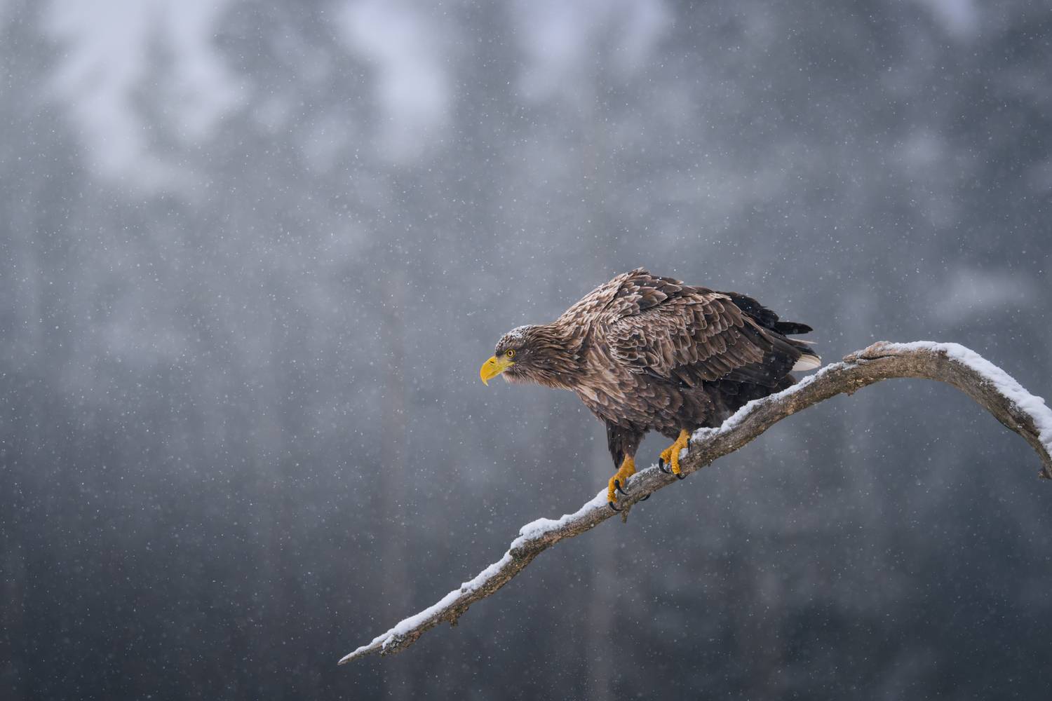 eagle, raptor, wildlife, nature, winter, snow, branch, talons, snowfall, outdoor, птица, орлан-белохвост, природа, зима, снег, красный бор, Андрей