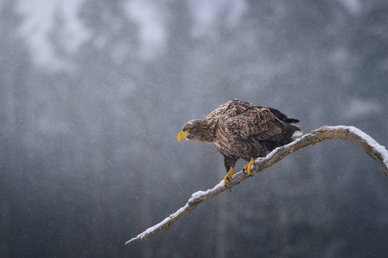 eagle, raptor, wildlife, nature, winter, snow, branch, talons, snowfall, outdoor, птица, орлан-белохвост, природа, зима, снег, красный бор Выжидание фото превью