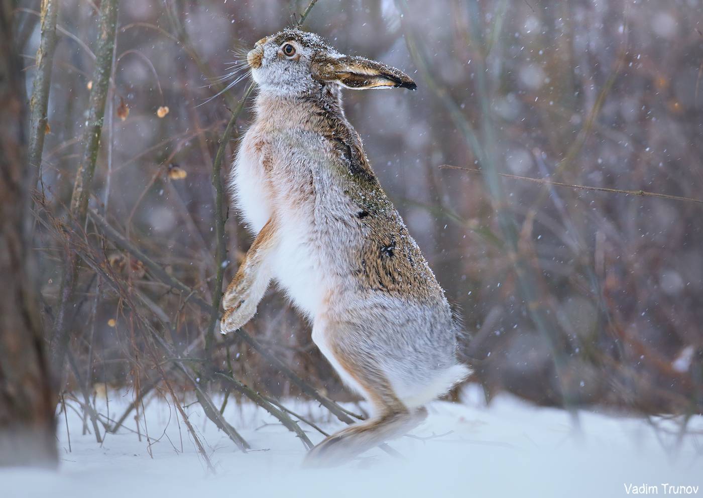 заяц, hare, Вадим Трунов