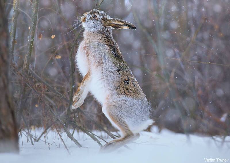 заяц, hare Заяц фото превью