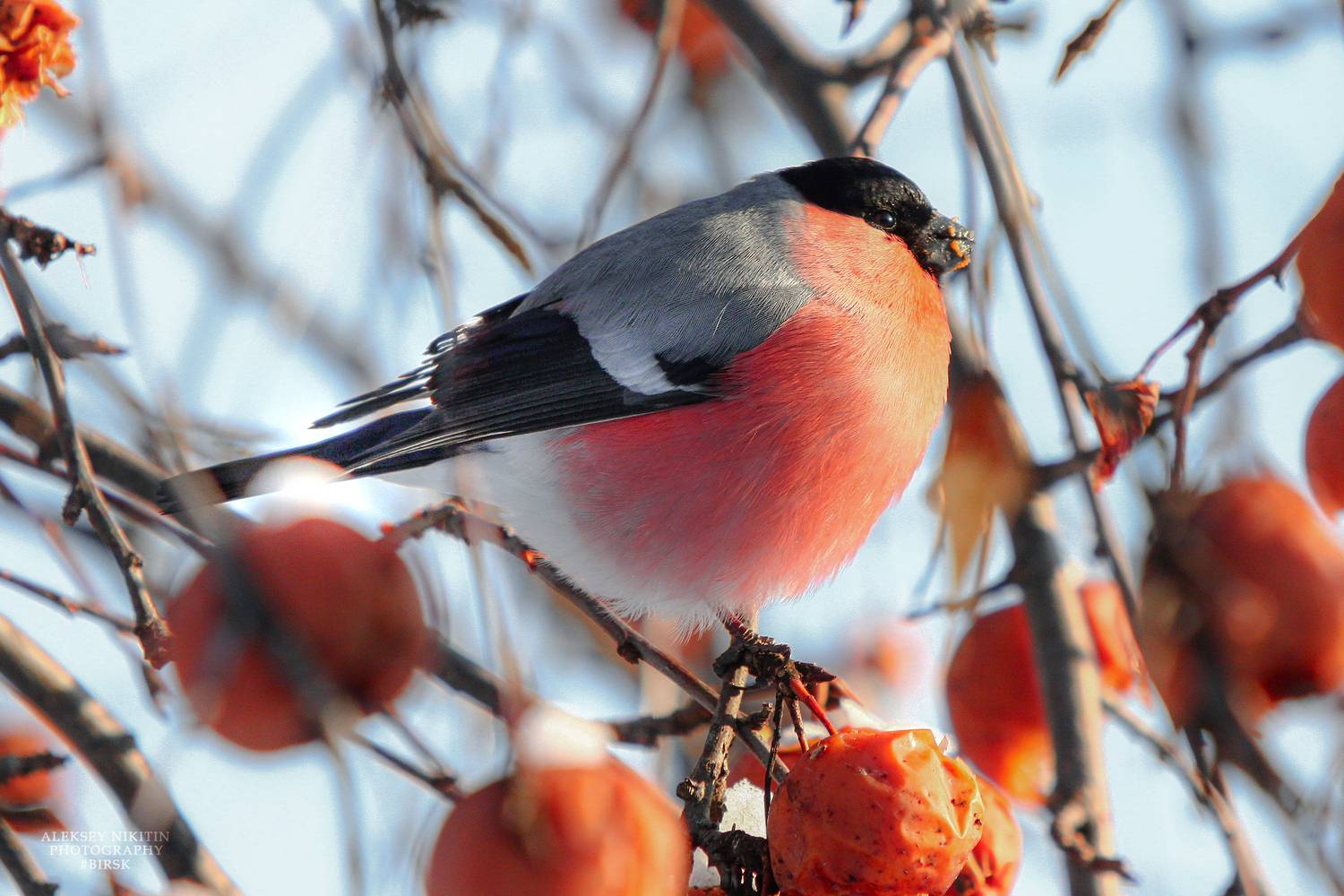 , Никитин Алексей
